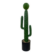 Greenery Pot with a tall cactus design in a stylish black planter, ideal for indoor and outdoor decor.