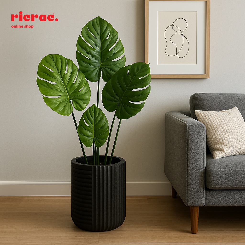 Ravelli Fiberglass Pot featuring vibrant monstera leaves in a modern living space with a gray couch.