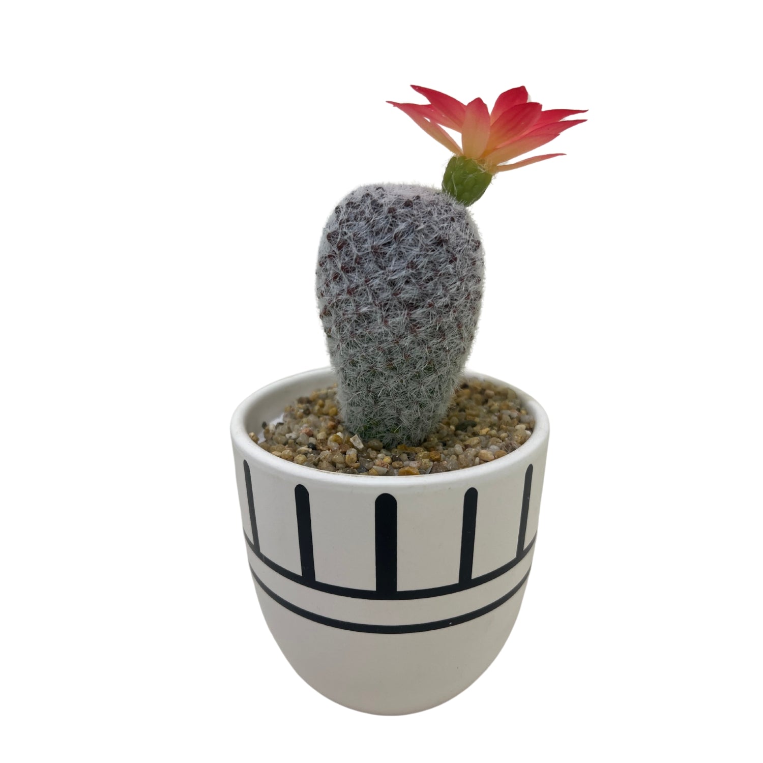 Greenery Pot- White Cactus with Flower in a decorative pot with flower and pebbles.