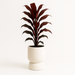 Rantra Fiberglass Pot with elegant design showcasing a vibrant plant in a minimalist setting.