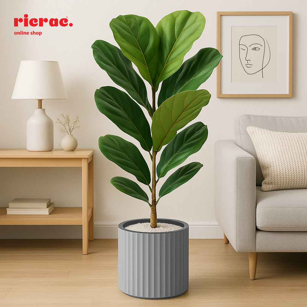 Rivo Fiberglass Pot with a tall, tapered design showcasing a lush, green fiddle leaf plant in a modern living space.